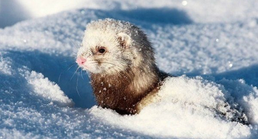 Vlastnosti chovu fretek v zimě